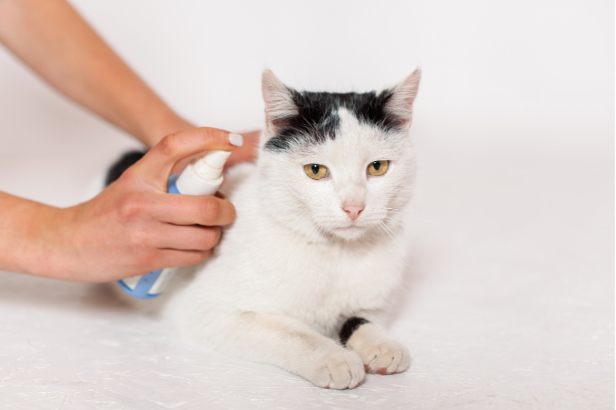 chat blanc et noir qui se fait vaporiser